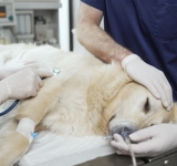 Emorragia addominale (Emoperitoneo) per rottura di milza nel cane